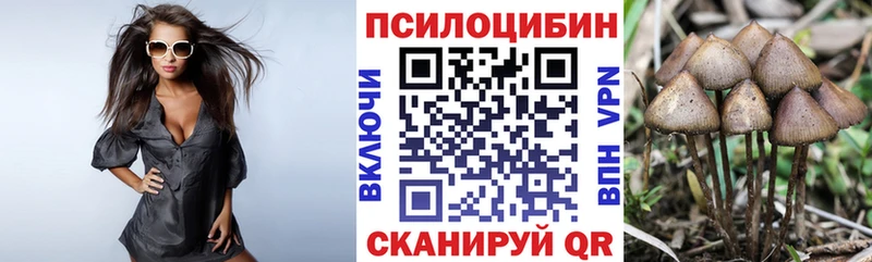 Псилоцибиновые грибы Psilocybe  Купить где  Боровичи 
